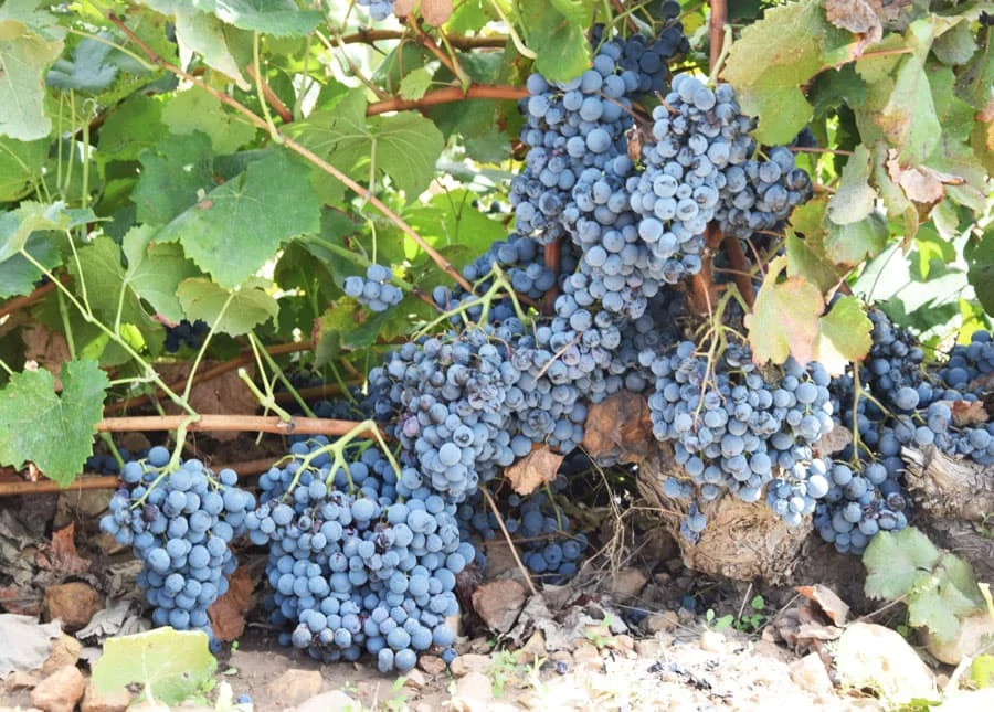 Esencia Rupestre Garnacha Tintorera